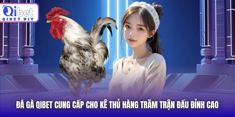 Đá Gà Qibet cung cấp cho kê thủ hàng trăm trận đấu đỉnh cao