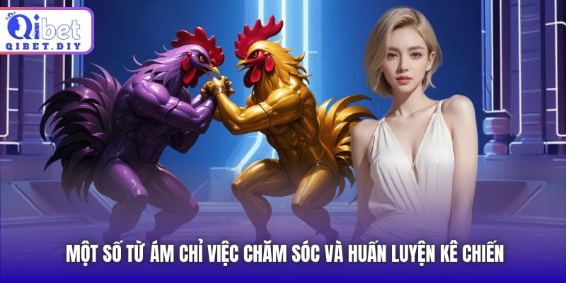 Một số từ ám chỉ việc chăm sóc và huấn luyện kê chiến