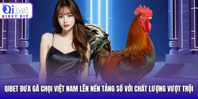 Qibet đưa gà chọi Việt Nam lên nền tảng số với chất lượng vượt trội